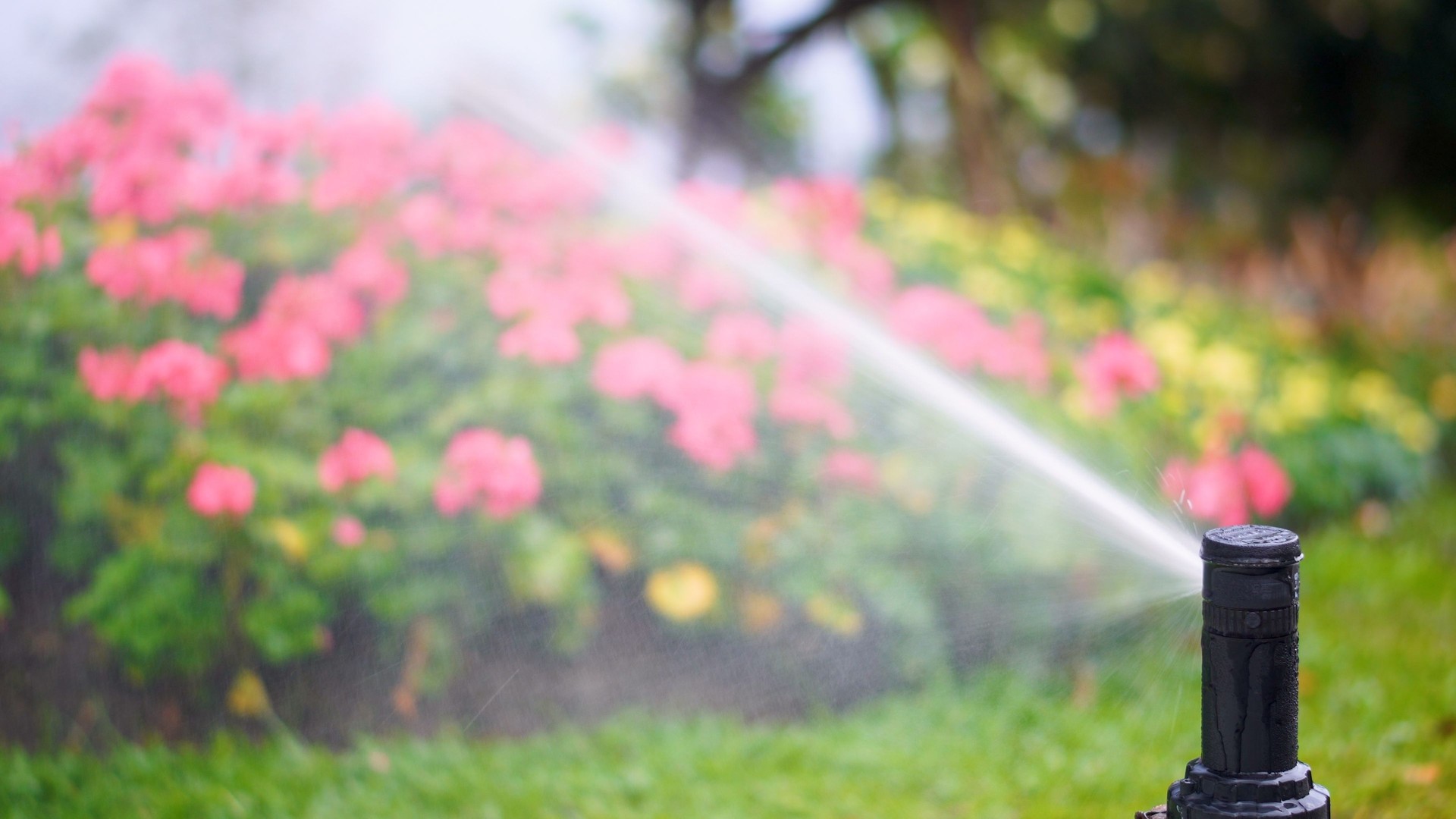 Watering garden flowers with sprinkler.